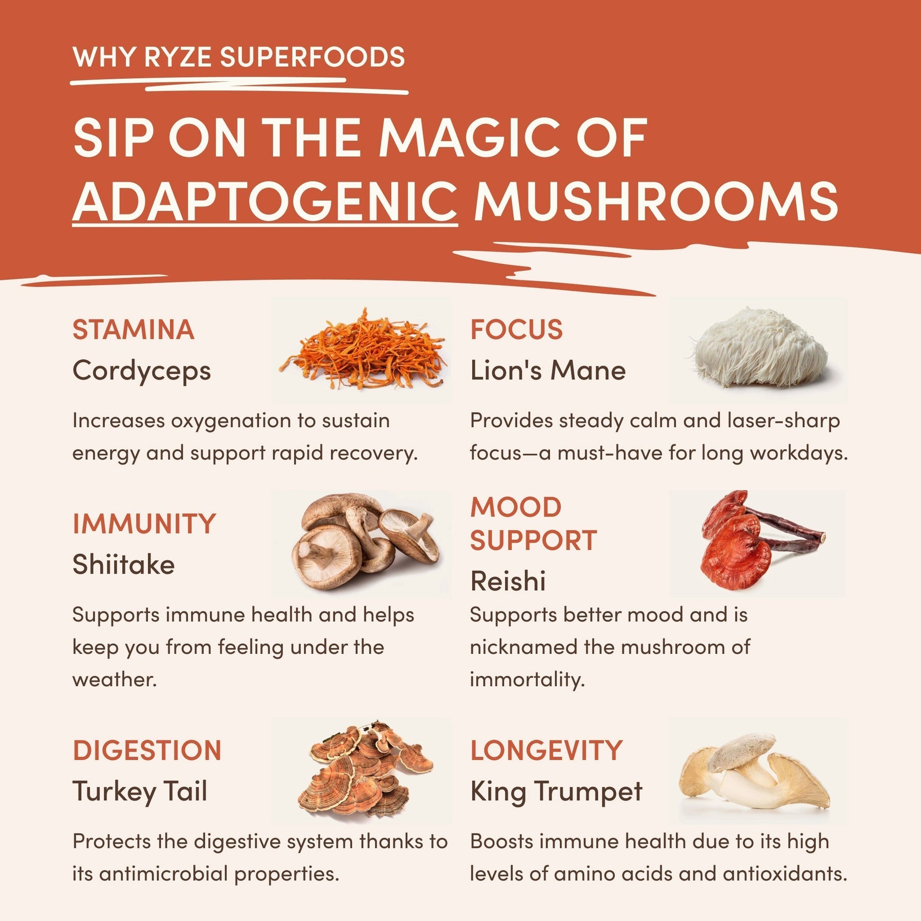 Superfood Creamer Add-on (SPECIAL PRICING) - Modern Ready